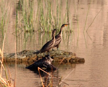 CORMORANT, DOUBLE-CRESTED (9-21-10) west end, pat lake state park, scc, az -02