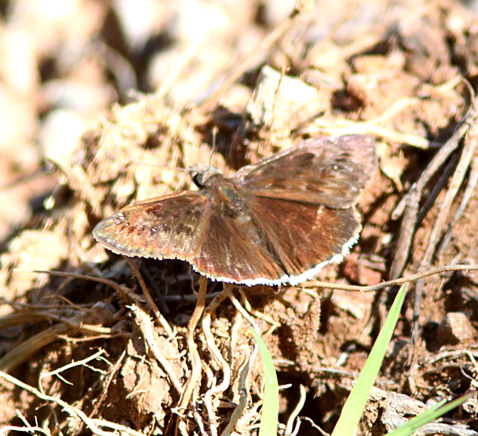 DUSKYWING, PACUVIUS or MOURNFUL (Erynnis sp) (9-2-10) patagonia hills, scc, az -01