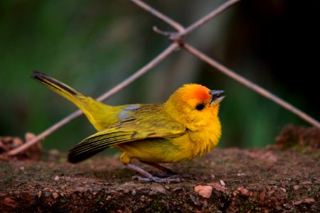 Canário-da-terra-verdadeiro / Saffron Finch ( Sicalis flaveola )