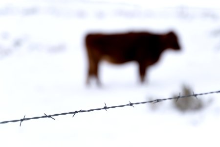 barb wire fence with livestock in background photo