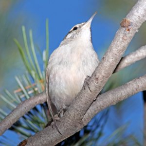 WREN, BEWICK'S (12-14-10) flux cyn rd, scc, az -01