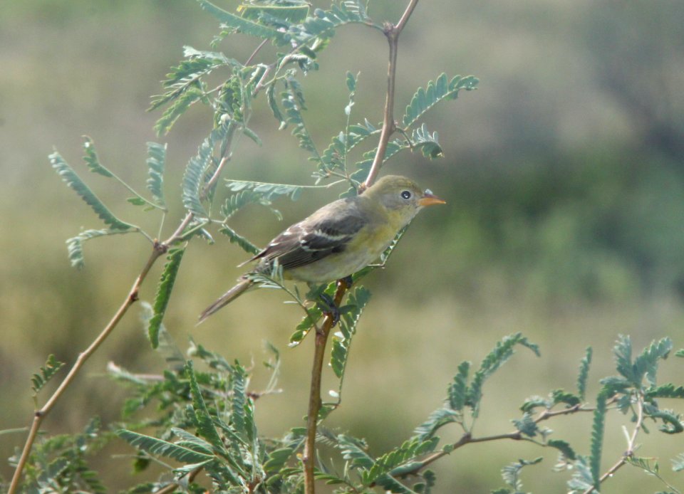 TANAGER, WESTERN (8-7-10) Yard, west od patagonia, scc, az -01