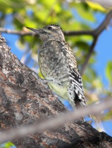 SAPSUCKER, YELLOW-BELLIED (11-17-10) juv, blue haven rd, patagonia, scc, az -02