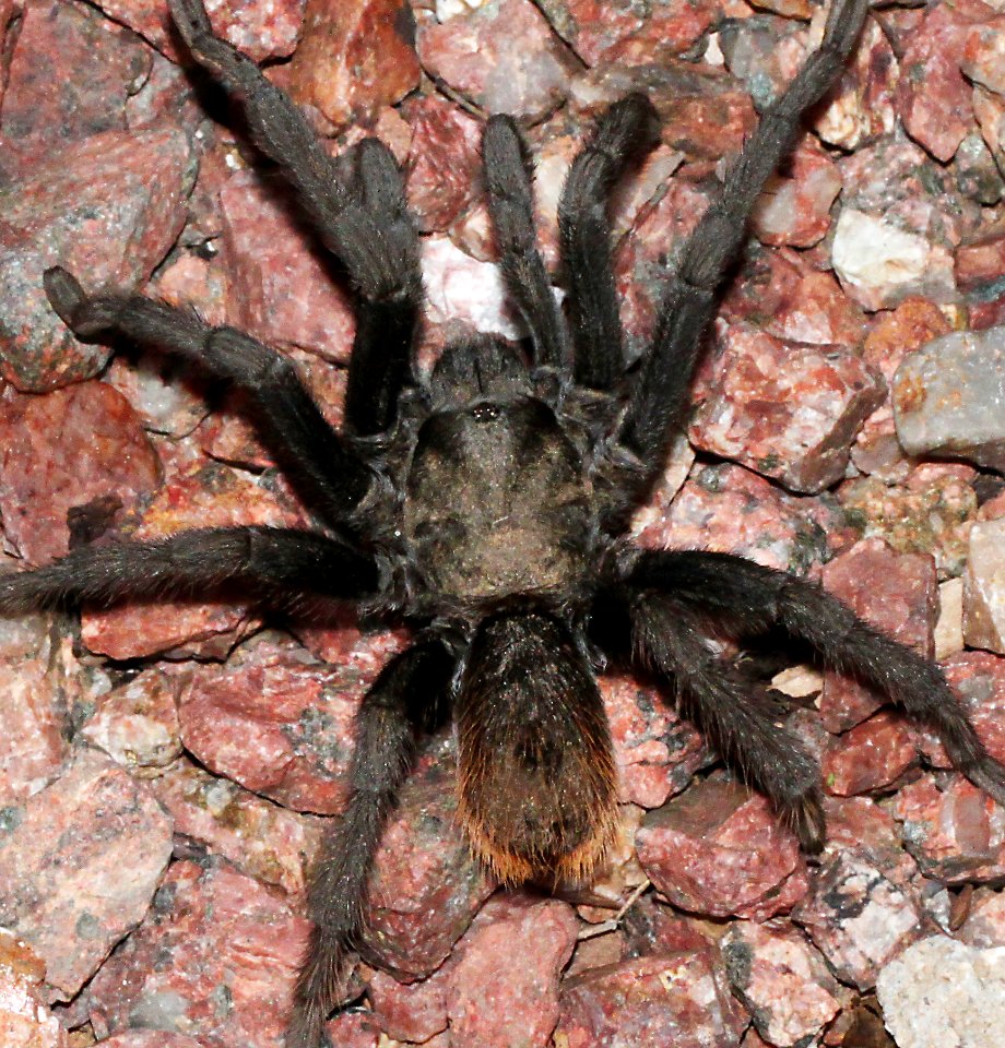 TARANTULA, sp (Aphoopelma sp) (9-18-10) 78 circulo montana, pat lake ranches estates, scc, az -02