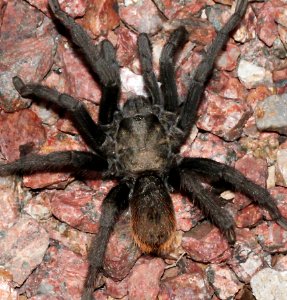 TARANTULA, sp (Aphoopelma sp) (9-18-10) 78 circulo montana, pat lake ranches estates, scc, az -02
