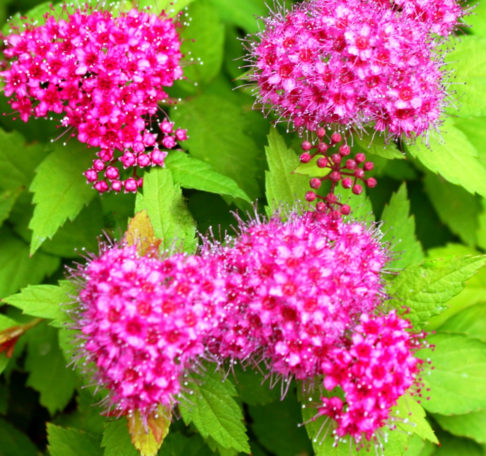 Spiraea Magic Carpet