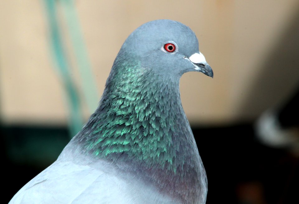 PIGEON, ROCK (1-9-10) morro bay, ca -01
