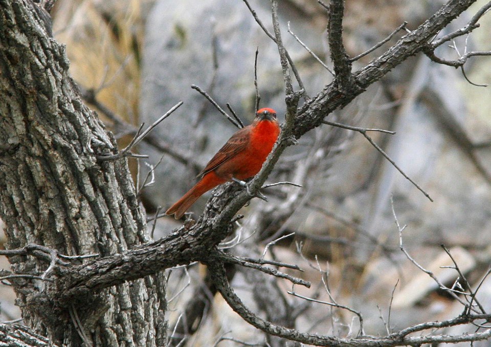 TANAGER, HEPATIC (6-19-09) madera cyn, az -01