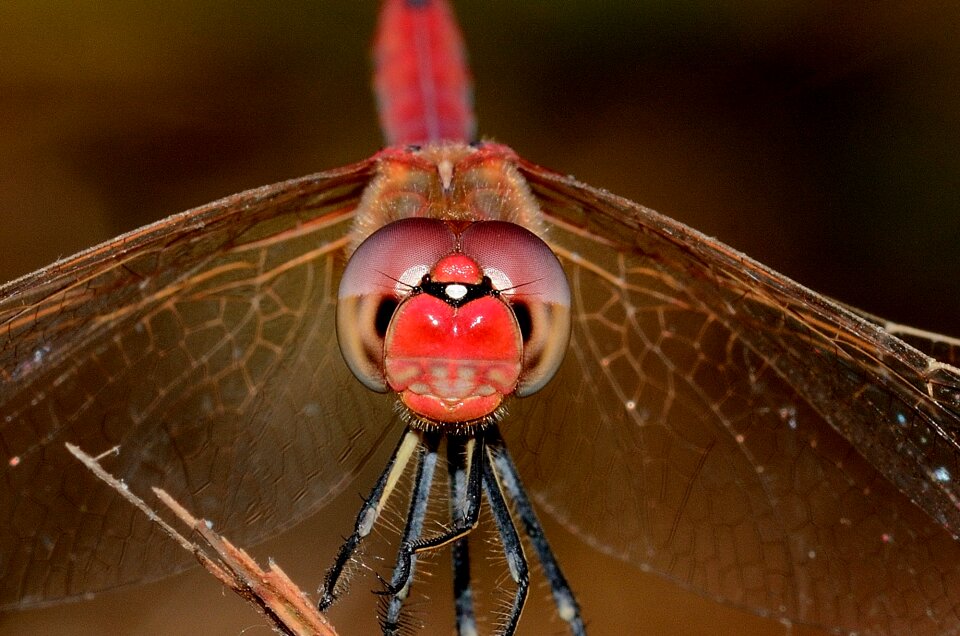 Sympetrum fonscolombii male