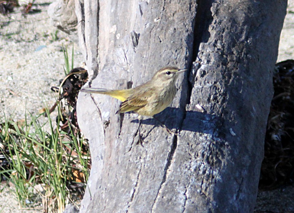 WARBLER, PALM (11-17-09) on beach at cypress tree, estero bluffs state beach, cayucos, sloco, ca -17