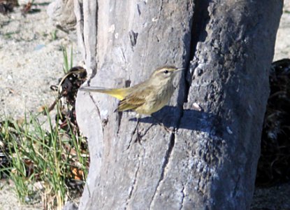 WARBLER, PALM (11-17-09) on beach at cypress tree, estero bluffs state beach, cayucos, sloco, ca -17