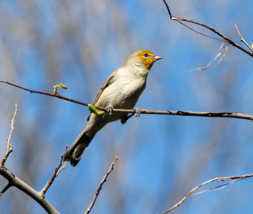VERDIN (10-3-10) pat lake state park, scc, az -01