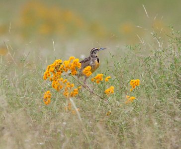MEADOWLARK, EASTERN (9-12-10) san rafael valley, scc, az -03