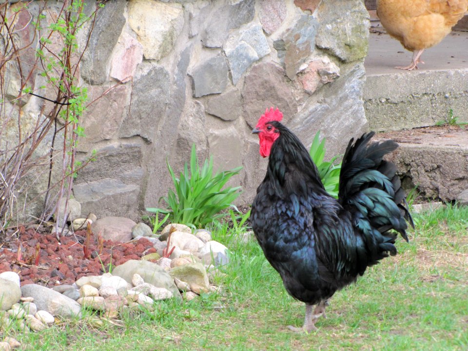 Rooster