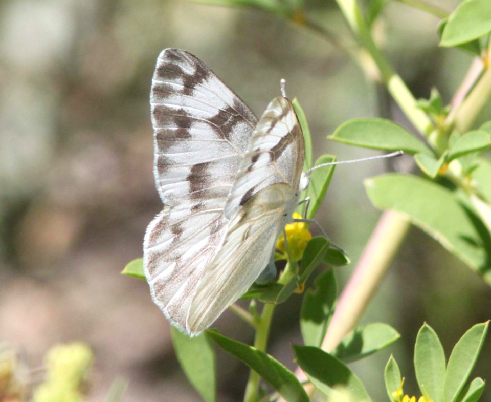 CHECKERED WHITE (Pontia protodice) (8-20-10) female, wilcox, az -05