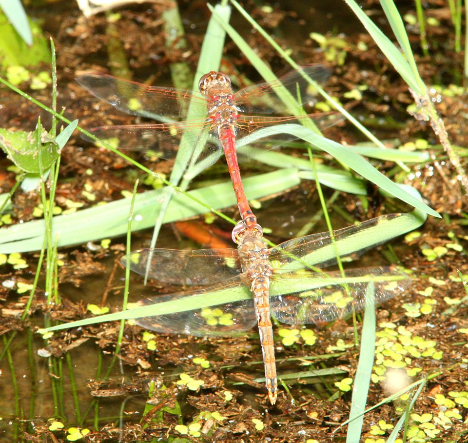 MEADOWHAWK, VARIAGATED (Sympetrum corruptum) (8-4-12) pat lake state park, scc, az -01