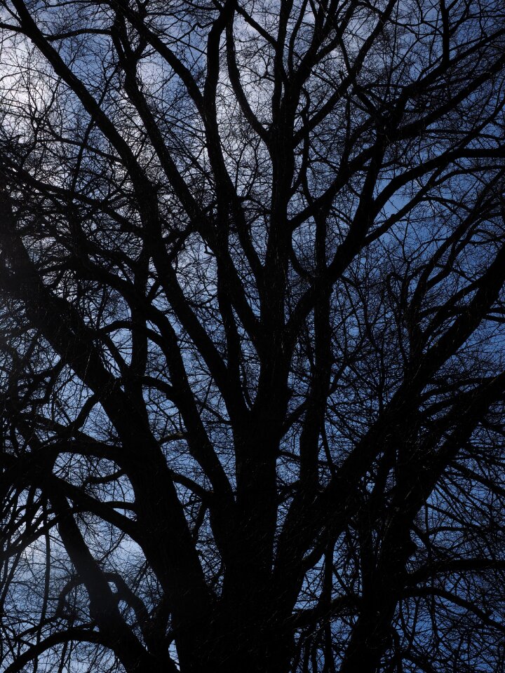 Branches aesthetic powerful