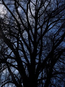 Branches aesthetic powerful