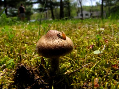 Toadstool