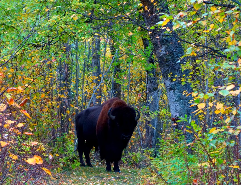 Elk Island Sept. 23 2015 (184)