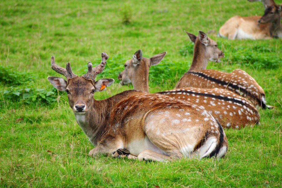 Wild nature animal