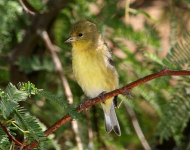 GOLDFINCH, LESSER (6-20-09) san pedro house, az -04