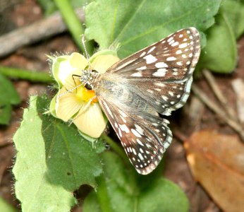 CHECKERED-SKIPPER, DESERT (Pyrgus philetas) (8-24-10) pena blanca lake, scc, az -01