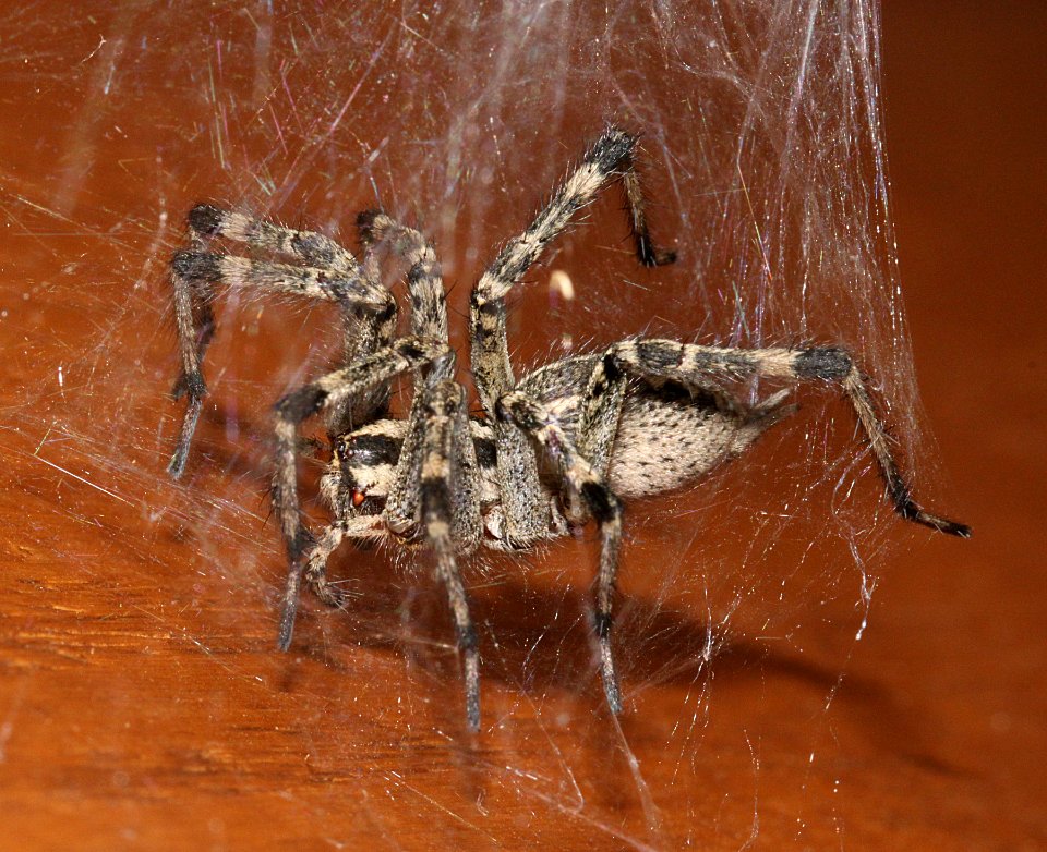 SPIDER, sp (7-19-10) yard, patagonia, az -01