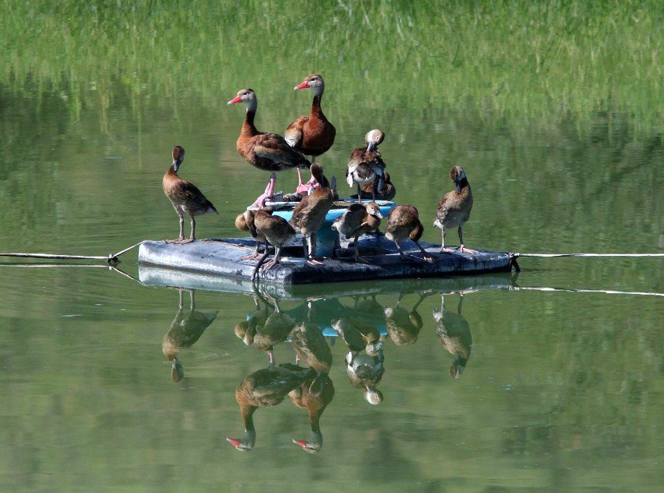 WHISTLING-DUCK, BLACK-BELLIED (8-27-12) pat lake state park, scc, az -01