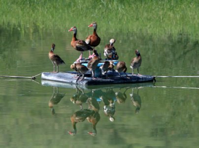 WHISTLING-DUCK, BLACK-BELLIED (8-27-12) pat lake state park, scc, az -01
