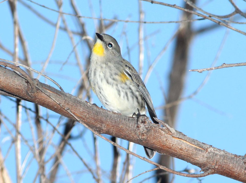 WARBLER, YELLOW-RUMPED (10 -7-10) pena blanca lake, scc, az -02
