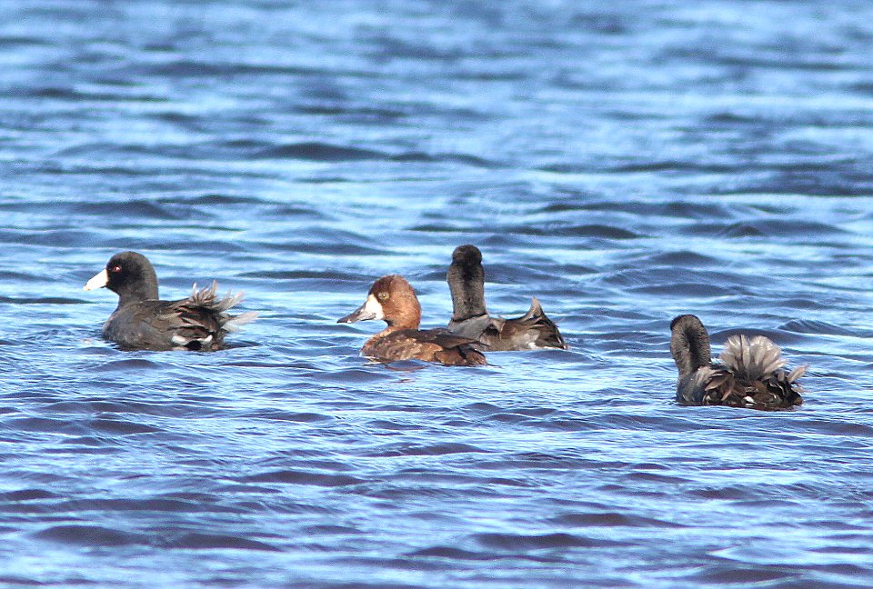 SCAUP, LESSER? (10-26-10) patagonia lake state park, scc, az -06