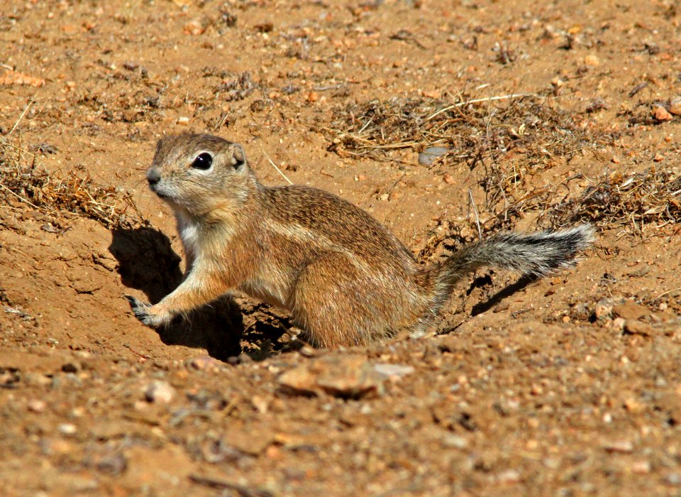 SQUIRREL, SAN JOAQUIN ANTELOPE (citellus nelsoni) (10-29-09) carrizo plain national monument, slo co, ca-02
