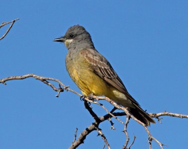 KINGBIRD, CASSIN'S (5-12-10) patagonia, az -01
