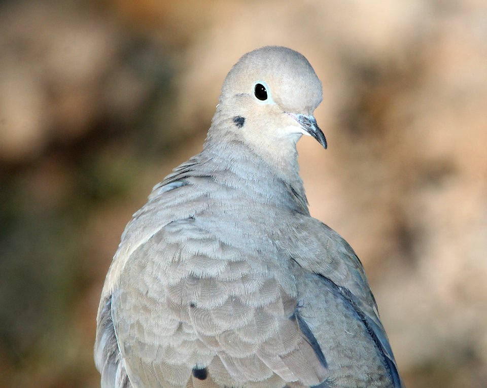 DOVE, MOURNING (12-1-10) paton's, patagonia, scc, az -01