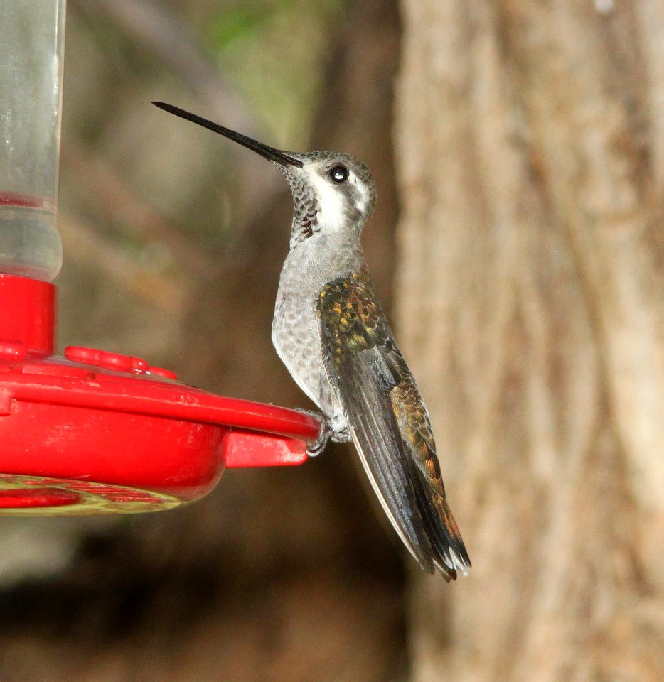 STARTHROAT, PLAIN-CAPPED (9-5-10) Paton's yard, Patagonia, scc, az -03