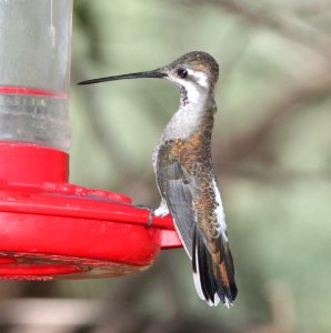 STARTHROAT, PLAIN-CAPPED (9-5-10) Paton's yard, Patagonia, scc, az -02