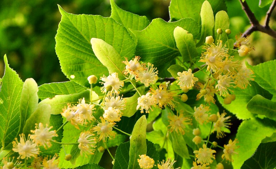 Linden tree small-leaved herb