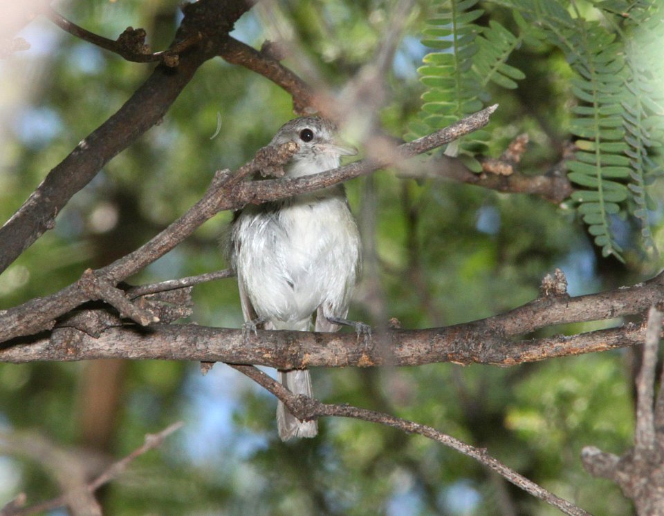 VIREO, BELL'S (8-4-12) pat lake state park, scc, az -01