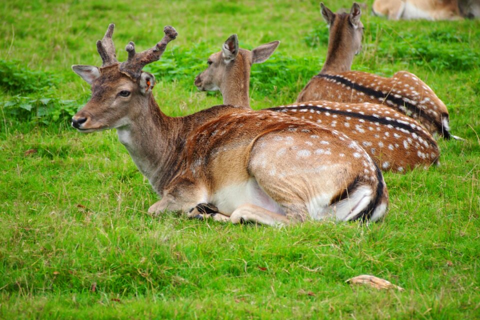 Wild animals wildlife