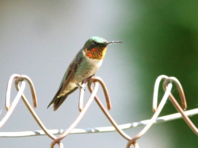 HUMMINGBIRD, RUBY-THROATED (10-10-08) patons, patagonia, az -04