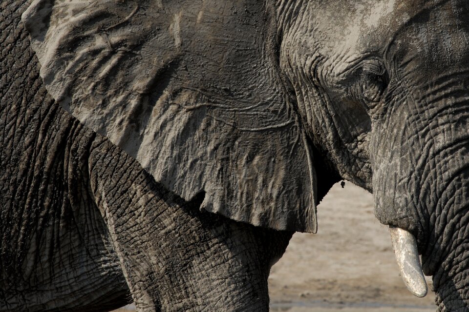 Chobe botswana animal