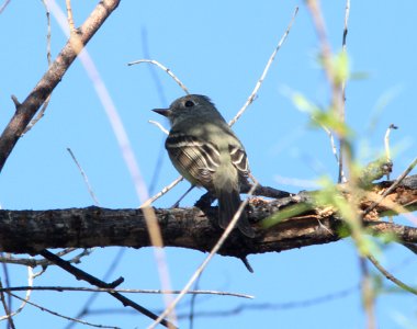 FLYCATCHER, HAMMOND'S (3-31-10) patagonia lake state park, az -02