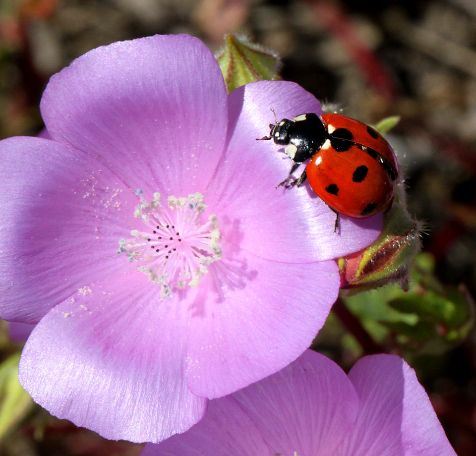 BUG on a flower (4-23-10) carrizo -02