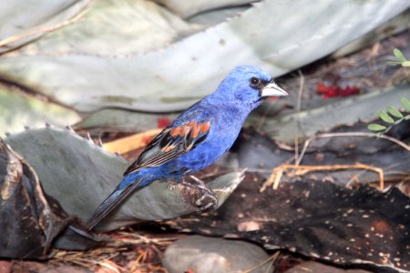 GROSBEAK, BLUE (8-10-10) yard, west of patagonia, scc, az -02