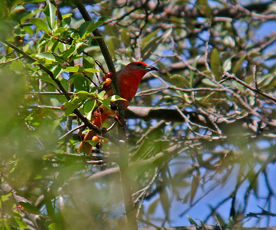TANAGER, HEPATIC (6-4-06) mad cyn, az