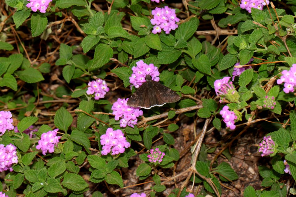 DUSKYWING, FUNEREAL (Erynnis funeralis) (7-21-10) yard, west of patagonia, scco, az -(1)