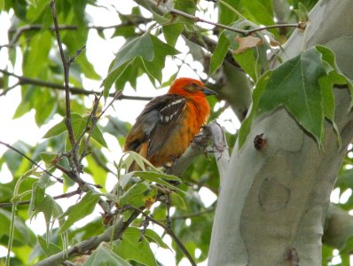 TANAGER, FLAME-COLORED (6-17-09) madera cyn, az -02