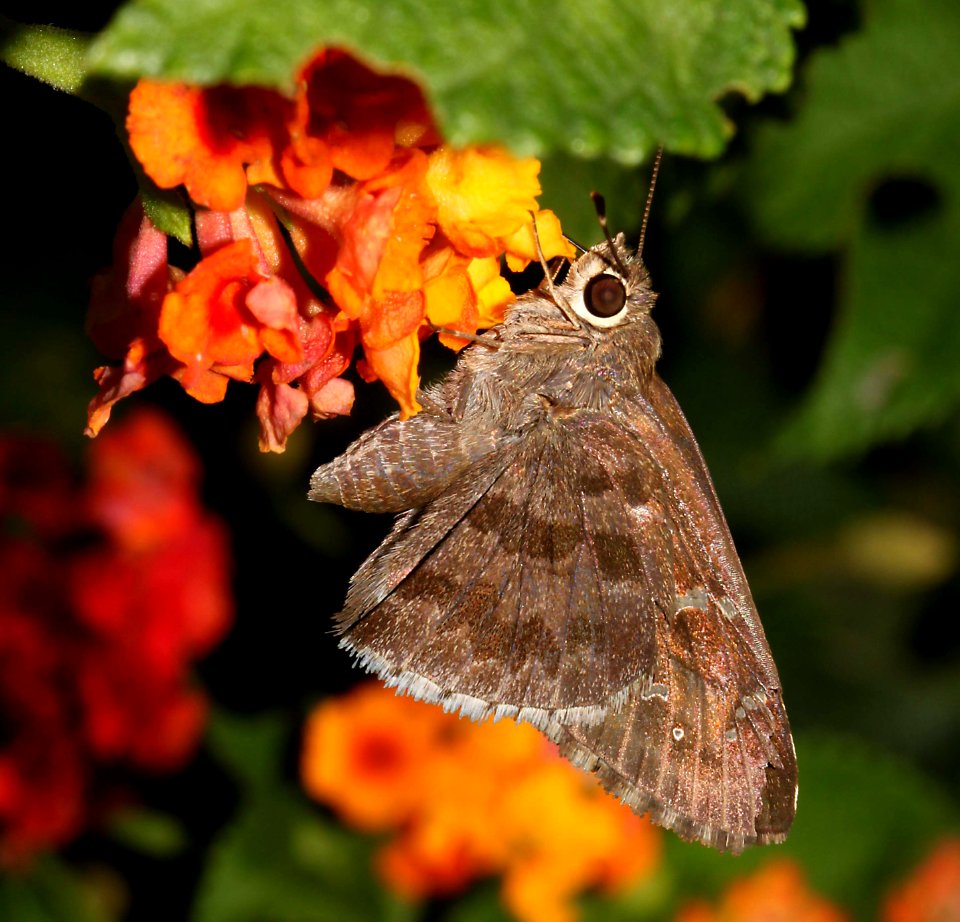 SKIPPER, ACACIA (Cogia hippalus) (9-17-10) 78 circulo montana, pat lake ranch estates, scc, az -02