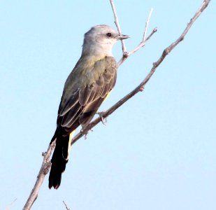KINGBIRD, WESTERN (9-16-10) las cienegas, az -02